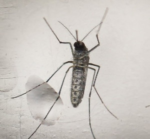 Mosquito Aedes Aegypti é o causador das três doença que mais alarmam o Brasil atualmente 