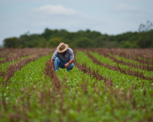 Aease comemora o dia do agrônomo