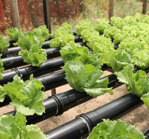 Vegetais livres de agrotóxicos