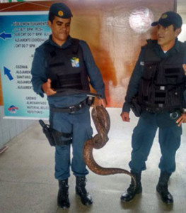 Animal sob os cuidados da PM
