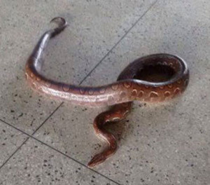 Cobra capturada