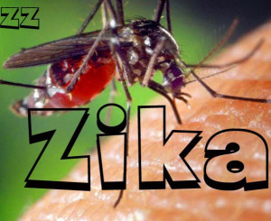 Mosquito Aedes aegypiti
