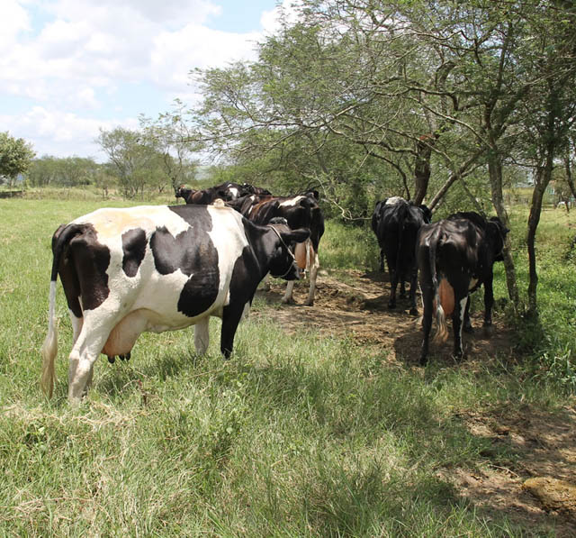 Água no Jabiberi agora só será para dessedentação animal