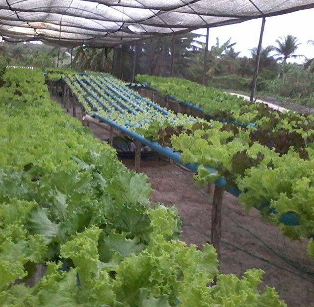 Hidroponia e Aquaponia é um sistema fechado que permite a produção de plantas e peixes